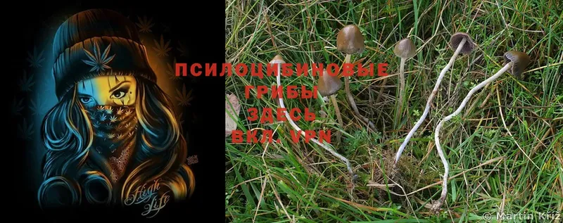 даркнет сайт  Кумертау  Галлюциногенные грибы MAGIC MUSHROOMS 